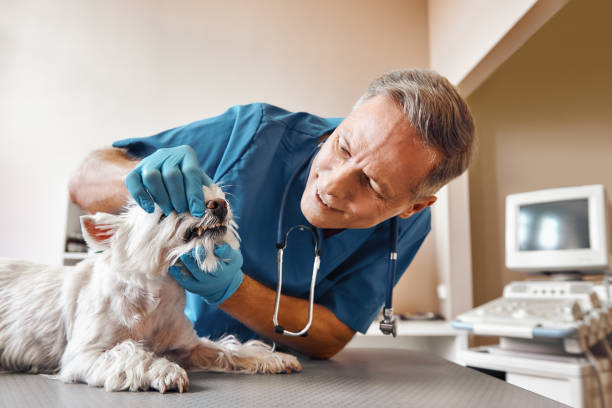 Best Emergency Denture Repair in Paradise, CA